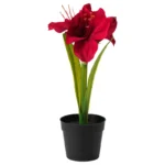 Амариллис розовый горшечный