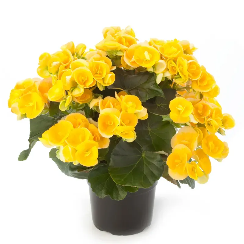 Бегония горшечная