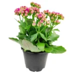 Каланхоэ в горшке